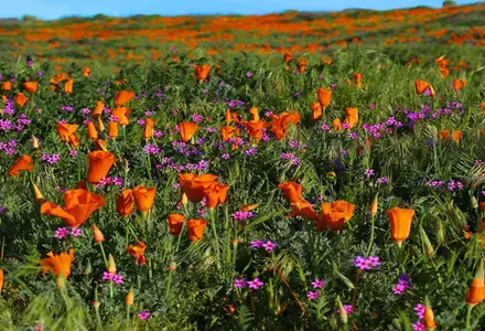 Antelope Valley California Poppy Reserve