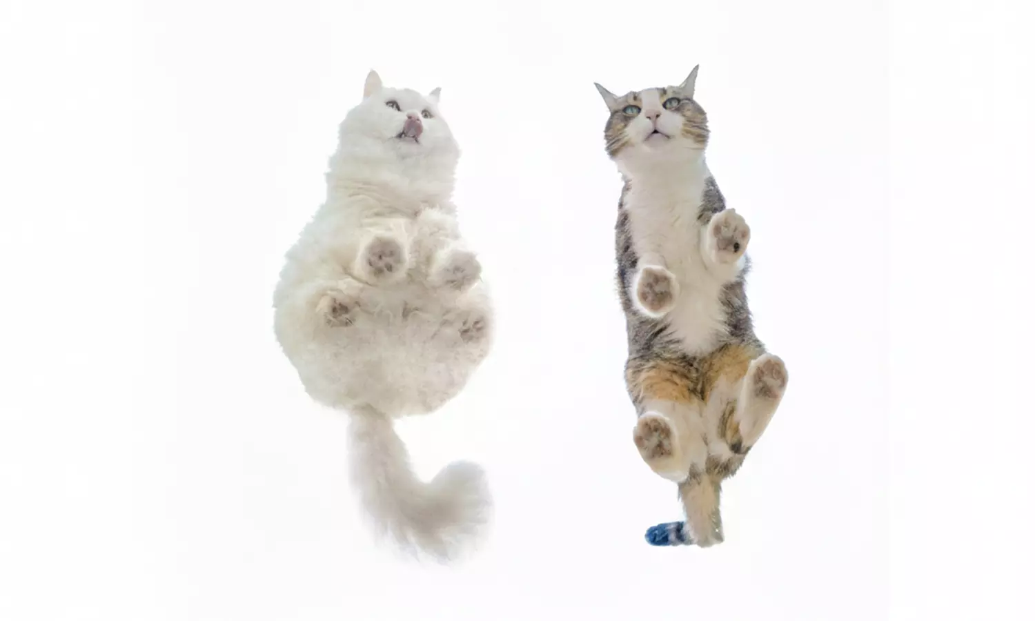 Sesión de estudio, exteriores o domicilio para 1 mascota con CD