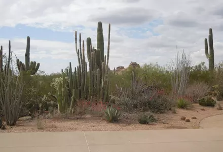 Desert Botanical Garden