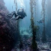 Image 1: Explore Monterey Bay Habitats With Guided Scuba Tours
