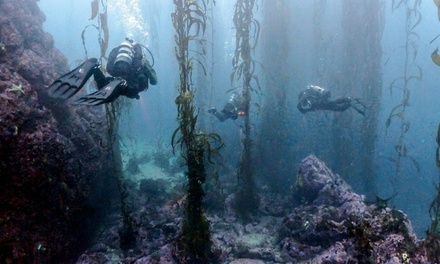 One Person - Two Dive Tour - Central Coast Scuba