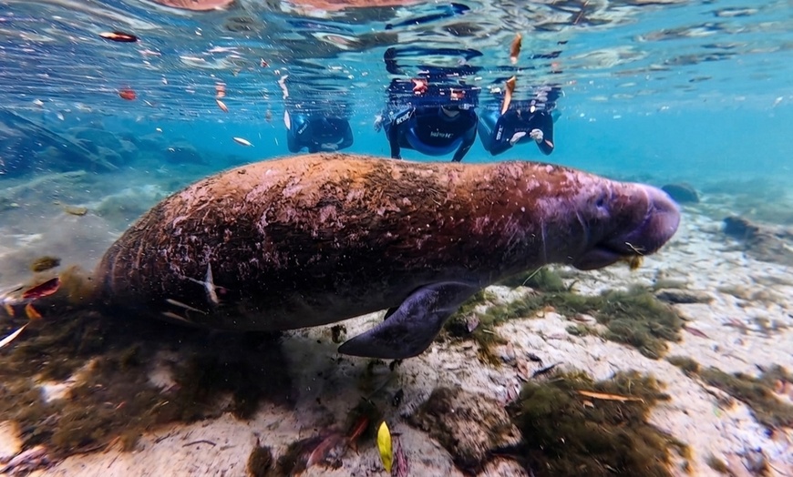 Image 6: Private VIP Manatee Encounters in Crystal River