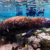 Image 6: Private VIP Manatee Encounters in Crystal River