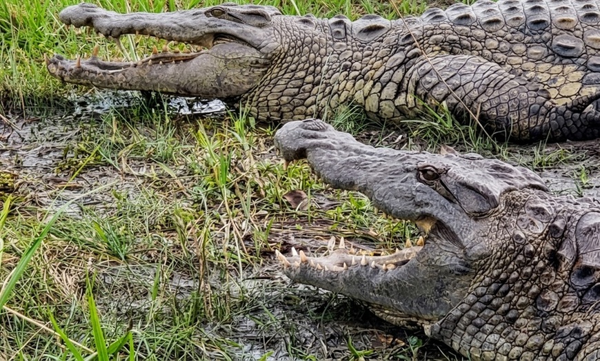Image 4: Crocodile Encounter: Up-Close Wildlife Experience