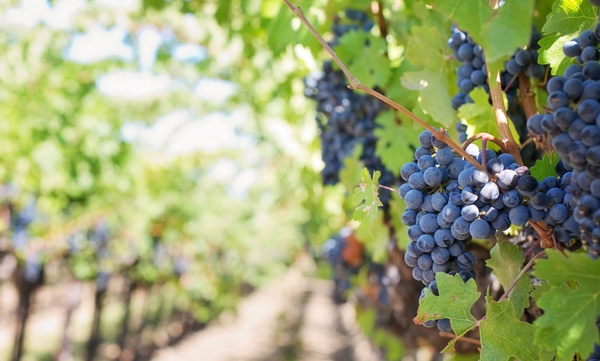 Image 4: Sip, Savor and Enjoy: Wine Tasting for 2 or 4 at Leyden Farm & Winery