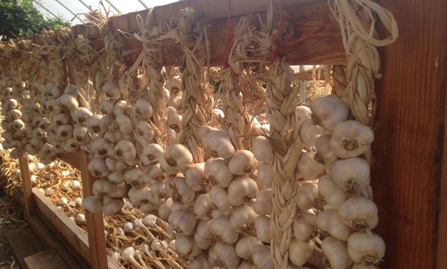 Image 7: Up to 25% Admission to Washington State Garlic Fest 