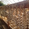Image 7: Up to 25% Admission to Washington State Garlic Fest 