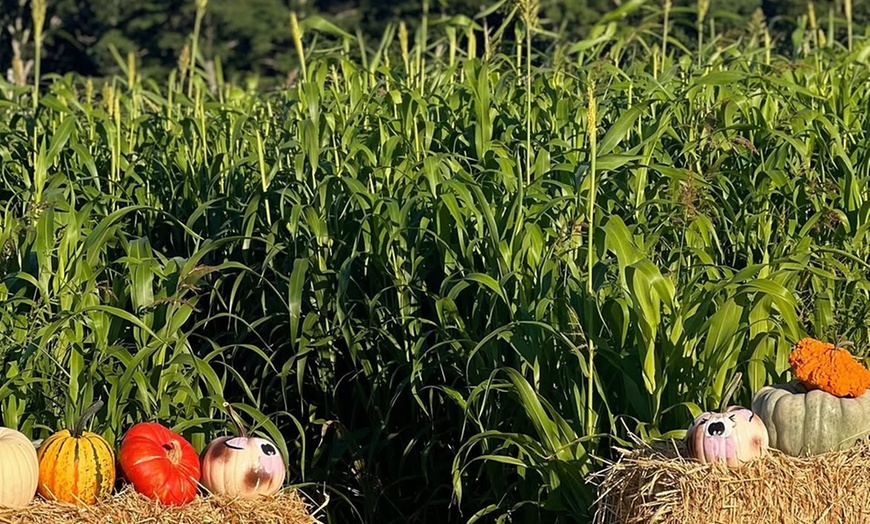 Image 2: Autumn Corn Maze & Hayride at Ward's Berry Farm