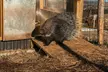 Bilety wstępu do Mini Zoo Zakopane w Parku Gubałówka (do -20%) - Image 7