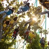 Image 15: Knott's Berry Farm Daytime or Scary Farm Admission - Up to 45% Off