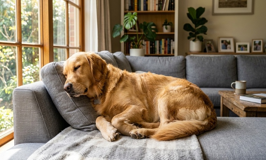 Image 7: Professional carpet cleaning for multiple rooms or sofas