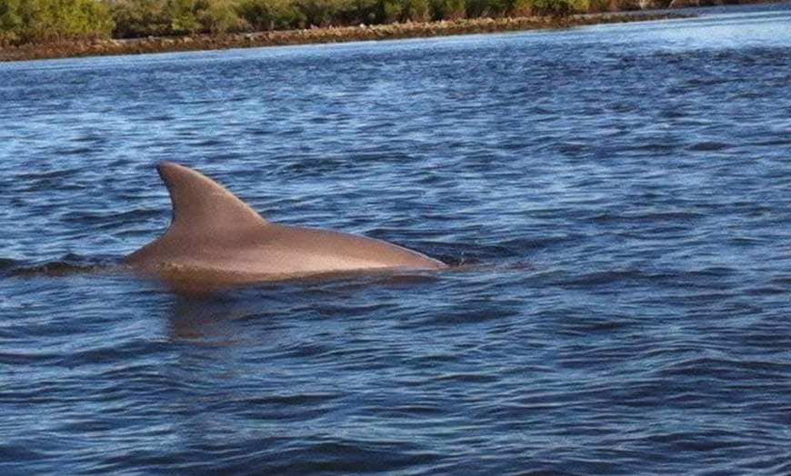 Image 2: Guided Kayak Tours for Wildlife & Nature Exploration in Daytona Beach