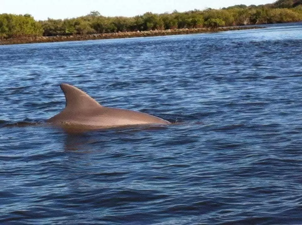 Guided Kayak Tours for Wildlife & Nature Exploration in Daytona Beach