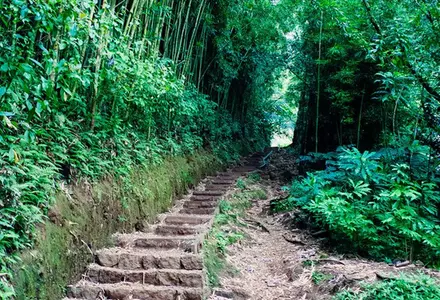 Mānoa Falls