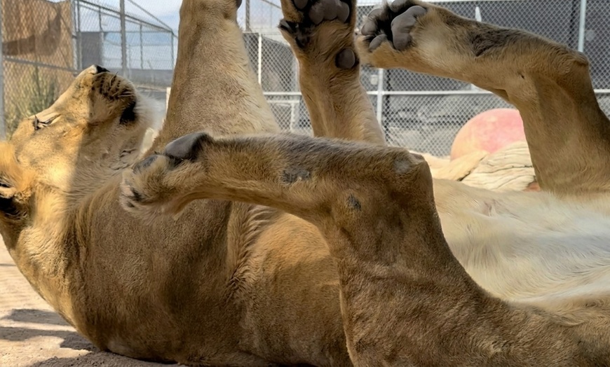 Image 2: Expert-Led Step Behind the Scenes Tour Featuring Lions, Parrots & More