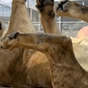 Image 2: Expert-Led Step Behind the Scenes Tour Featuring Lions, Parrots & More