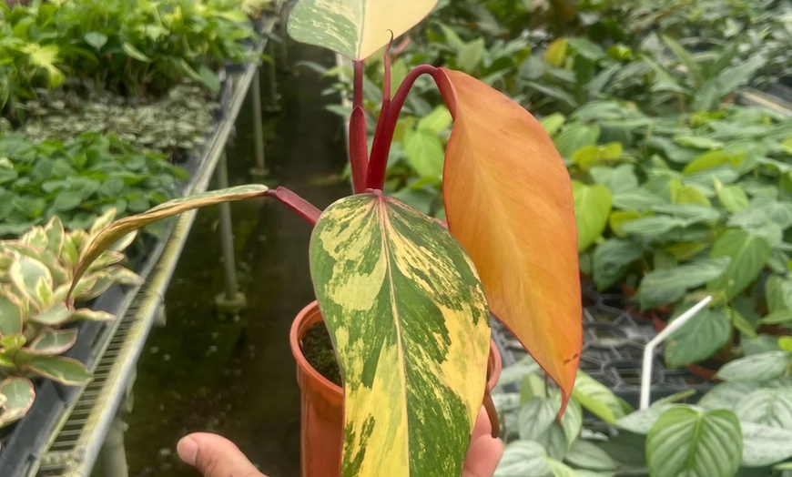 Image 9: Rare Live Plants by House Plant Shop | Monstera, Philodendron & More