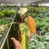 Image 9: Rare Live Plants by House Plant Shop | Monstera, Philodendron & More