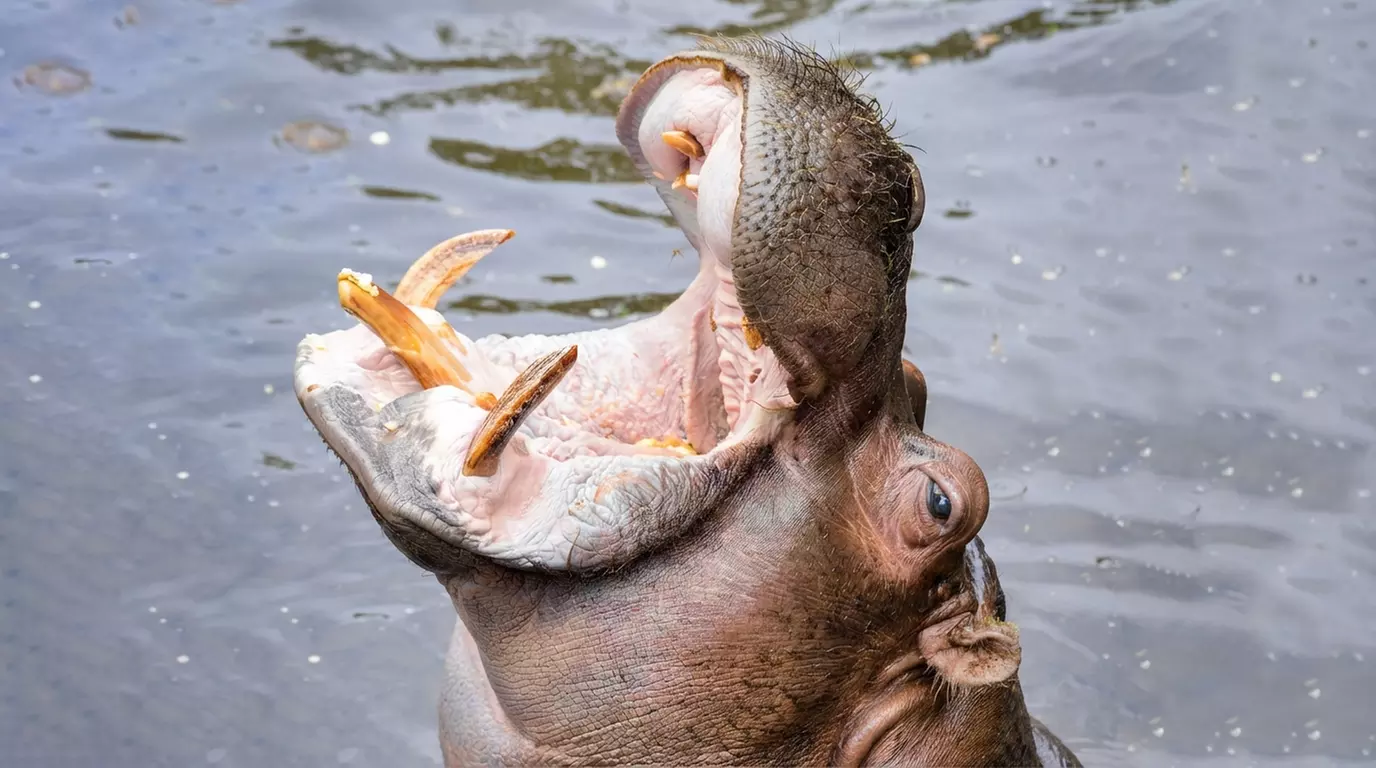 Découvrez plus de 300 animaux au zoo de Maubeuge