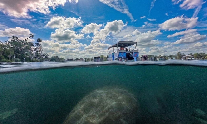 Image 4: Private VIP Manatee Encounters in Crystal River