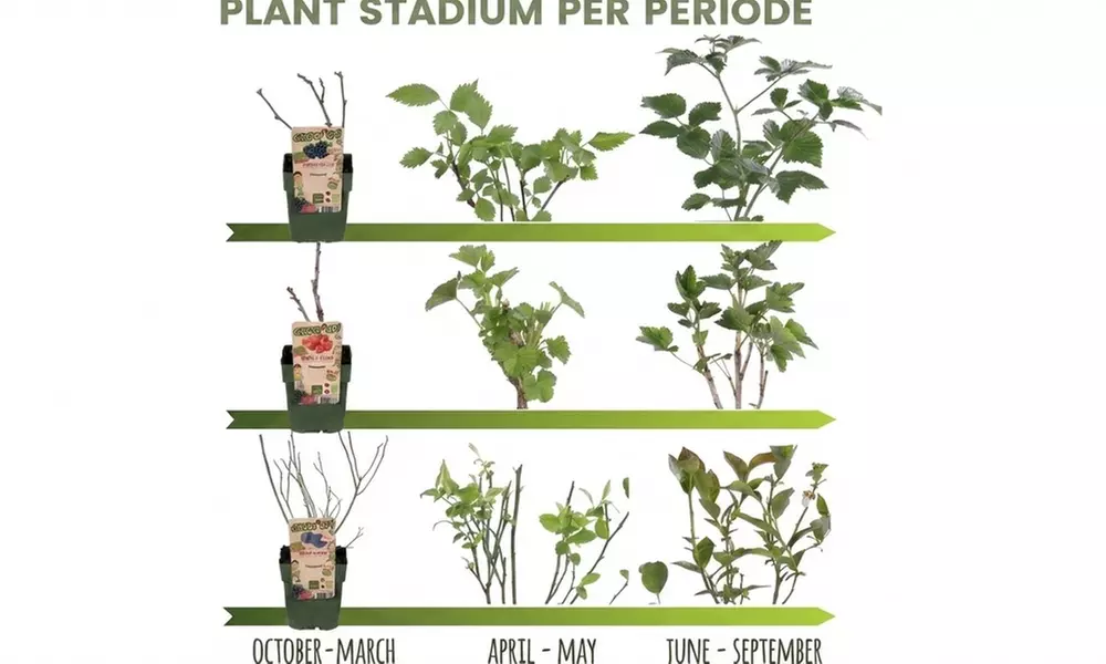 Lot de 3 figuiers bio (Ficus carica)