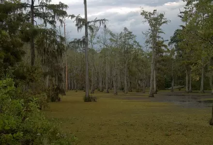 Sam Houston Jones State Park