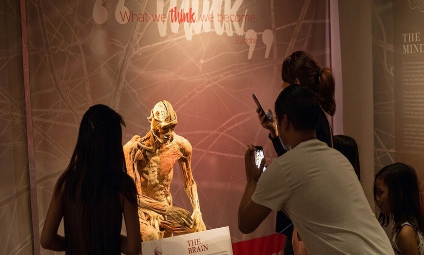 Image 8: REAL BODIES at Horseshoe Las Vegas – Discover the Human Body Like Never Before 