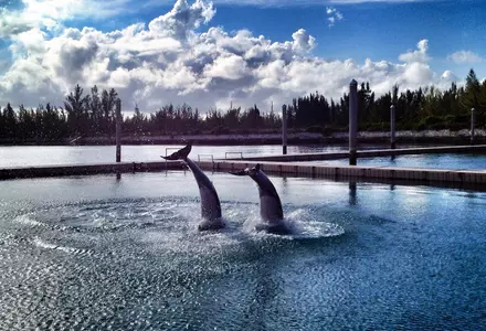 UNEXSO (Underwater Explorers Society) Dolphin Experience