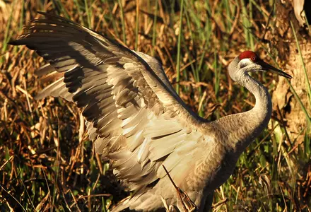 Ritch Grissom Memorial Wetlands (Viera Wetlands)
