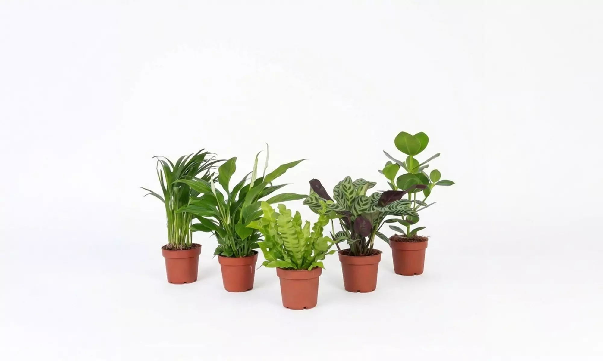 Lot de 5 plantes d'intérieur purificatrices d'air
