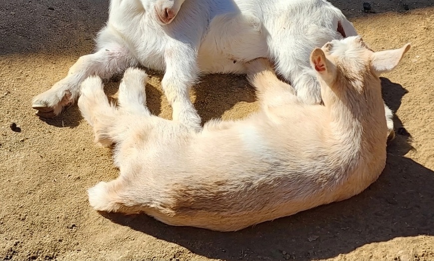 Image 20: Petting Zoo Admission Deals & Discounts