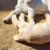 Image 20: Petting Zoo Admission Deals & Discounts