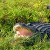 Image 1: Wild Florida Gator Park Admission with Options for Lunch Air Boat Ride