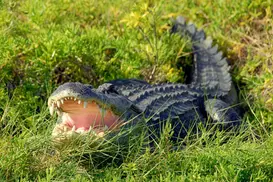 Wild Florida Alligator Park Admission with Options for Air Boat Ride