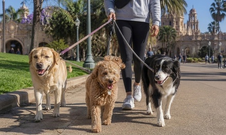 Two 30-Minute Dog Walks (1 Dog) or One 30-Minute Dog Walk (2 Dogs) - Kahuna Dog Excursions