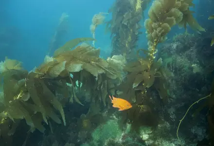 Casino Point Dive Park