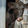 Image 18: Petting Zoo Admission Deals & Discounts