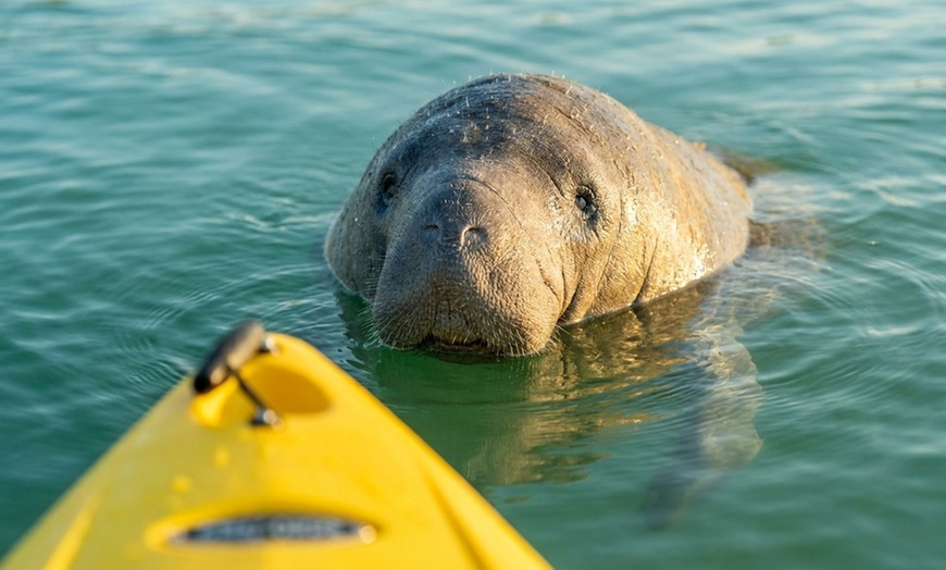 Image 3: Guided kayak tour with dolphin and manatee sightings in Cocoa Beach