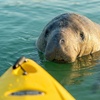 Image 3: Guided kayak tour with dolphin and manatee sightings in Cocoa Beach