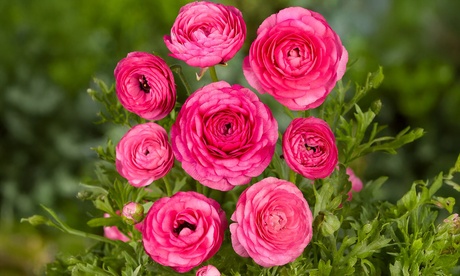 Groupon Unisex Pink Ranunculus - 32 Bulbs