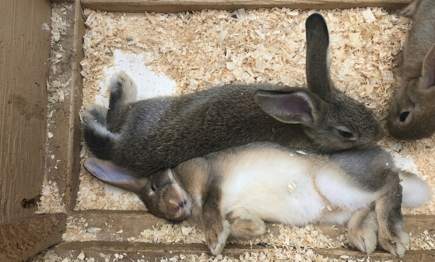 Image 7: Unleash the Fun at Maryland's Green Meadows Petting Farm!