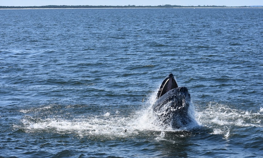 Image 2: 2-Hour Sunset Cruise with Whale & Dolphin Sightings — Jersey Shore