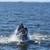 Image 2: 2-Hour Sunset Cruise with Whale & Dolphin Sightings — Jersey Shore