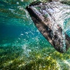 Image 5: Guided kayak tour with dolphin and manatee sightings in Cocoa Beach