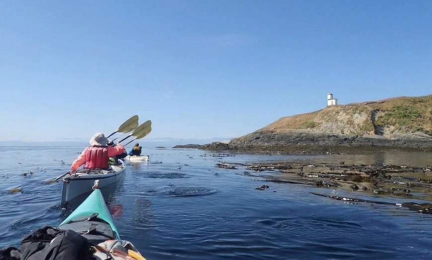 Image 8: Kayak Tours & Rentals: Bioluminescence and Whale Watching