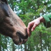 Image 1: Farm Day Passes & Memberships: Nature, Animals & Wellness Activities