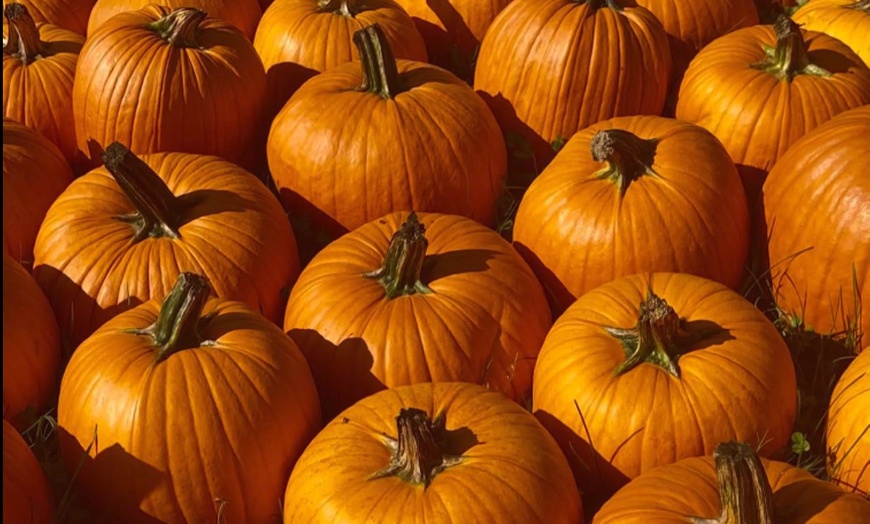 Image 7: Up to 16% Off Lark Ranch Lanesville: Fall Fun in Southern Indiana