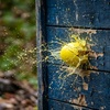 Image 5:  Paintball Park Admission with Gear Up to 93% Off