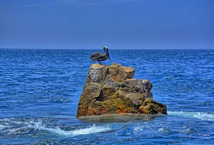 Pelican Rock (Roca Pelicano)