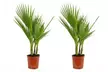 1 ou 2 "Washingtonia Robusta", hauteur de pot au choix - Image 3